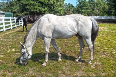 Horse grazing on field