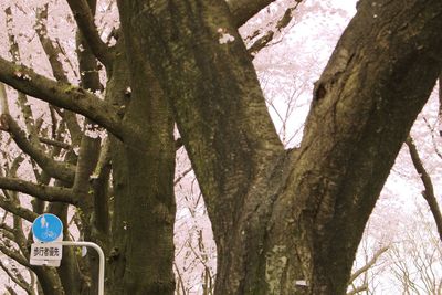 Trees in the forest