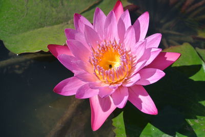 Close-up of pink water lily blooming in lake