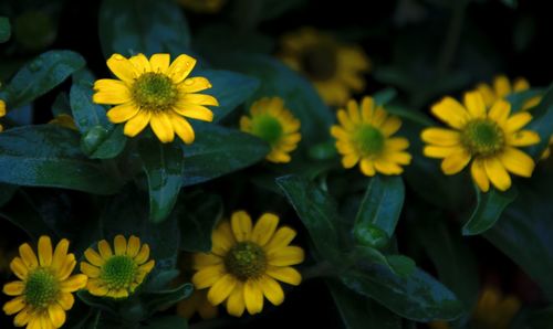 Close-up of fresh sunflowers blooming in park