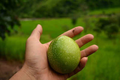 Close-up of hand holding fruit