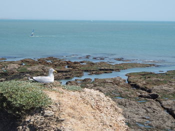 Seagull perching on shore by sea against sky