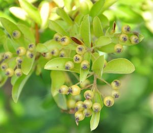 Close-up of berries on plant