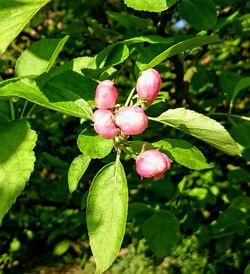 Close-up of fruits growing on tree