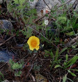 High angle view of yellow flowering plant on field
