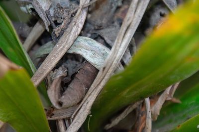 Close-up of lizard on leaves