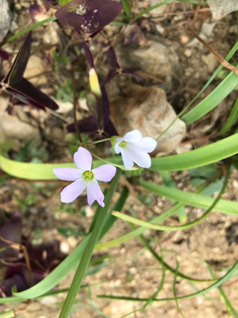 flowering plant, flower, plant, fragility, vulnerability, freshness, petal, beauty in nature, growth, flower head, close-up, inflorescence, nature, land, field, day, high angle view, white color, no people, focus on foreground, outdoors, springtime, purple