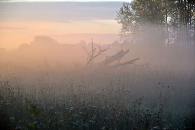 Scenic view of field during foggy weather