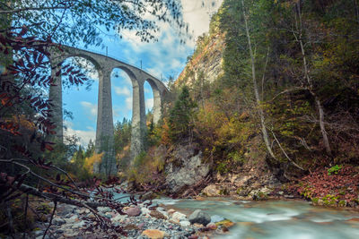 Bridge over river amidst trees in forest