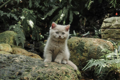 Portrait of a cat on rock