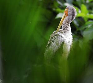 Close-up of plants against stork