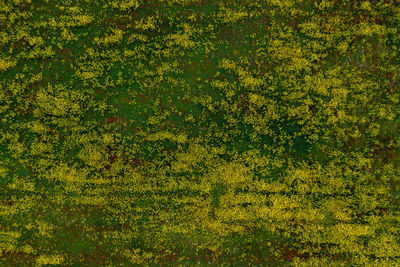 Full frame shot of yellow flowering plants