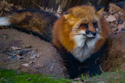 Portrait of cat lying on land