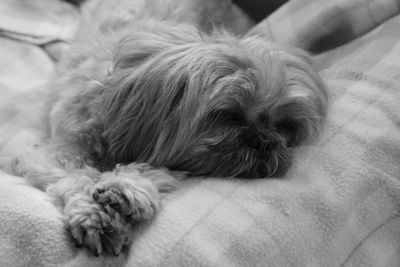 Close-up of a dog resting