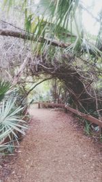 Close-up of walkway amidst trees in forest