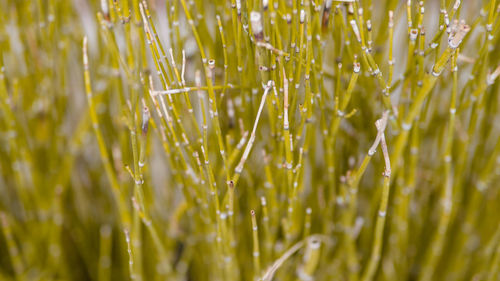 Close-up of crops growing on field