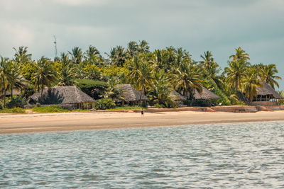 A man walking on a beach against resort amidst palm trees at manda island in lamu archipelago, kenya
