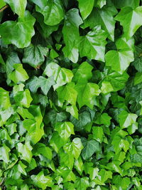 Full frame shot of green leaves