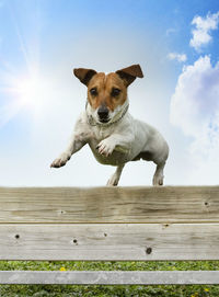 Portrait of dog on wooden wall