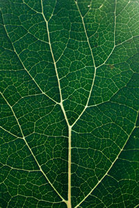 Full frame shot of green leaf