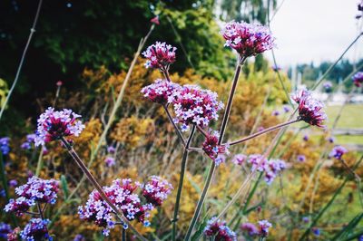 Close-up of purple flowers