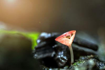 Close-up of seedling growing on field