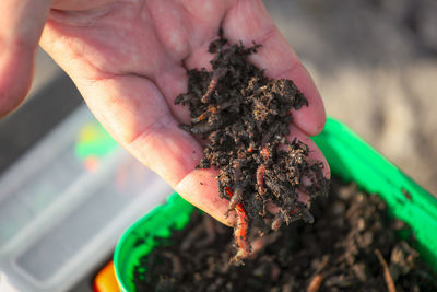 Close-up of hand holding plant