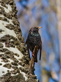 Low angle view of bird perching on rock