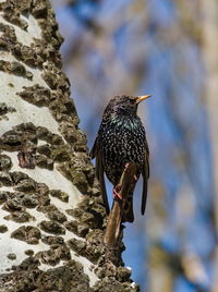 European starling sturnus vulgaris on a tree, full silhouette of the common starling on birch