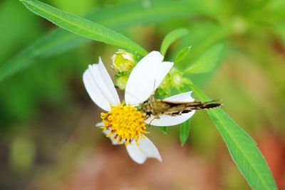 Close-up of insect on flower