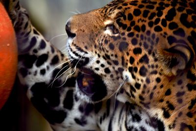 Close-up of a cat looking away