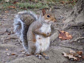 Squirrel eating food