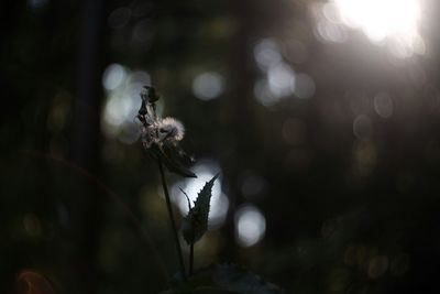 Close-up of flower against blurred background