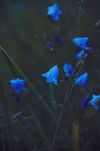 Close-up of purple flower on field