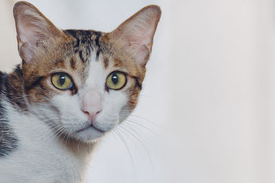 Close-up portrait of a cat against white background