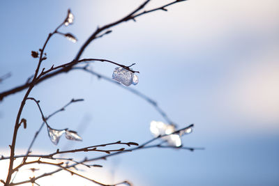 Close-up of ice on branch against clear sky