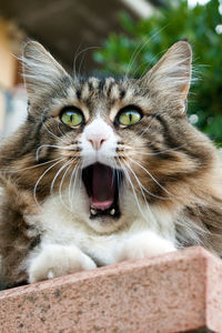 Closeup surprised norwegian forest cat cat with opened mouth. outdoor shoot