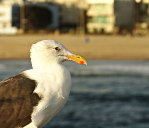 Close-up of bird perching outdoors