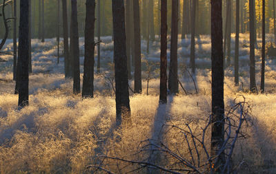 Panoramic view of pine trees in forest at frosty morning sunrise
