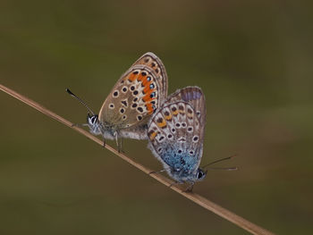 Close-up of butterfly on flower