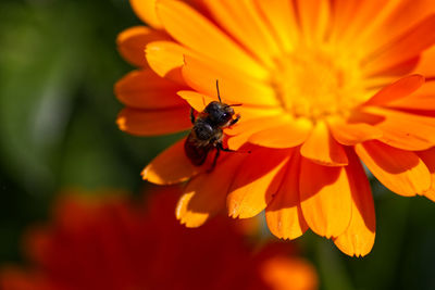 Close-up of bee pollinating on orange flower