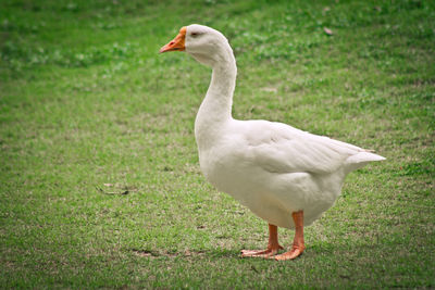 Close-up of bird on field