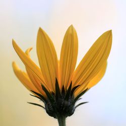 Close-up of yellow flower against white background