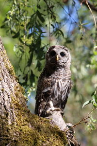 Close-up of owl perching on tree trunk