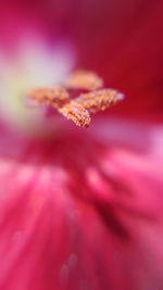 Extreme close up of small flower