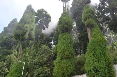 Panoramic view of trees in forest against sky