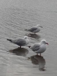 Ducks on lake