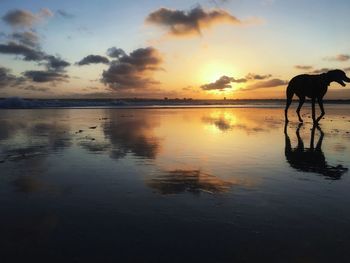 Silhouette person on beach against sky during sunset