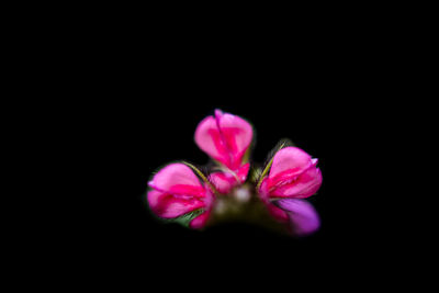 Close-up of pink flower against black background