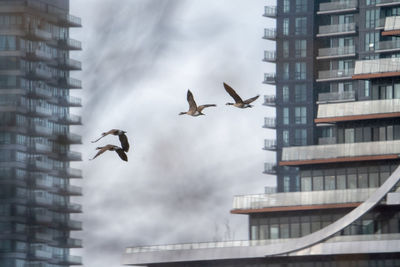 Canada geese by the lake shore condos